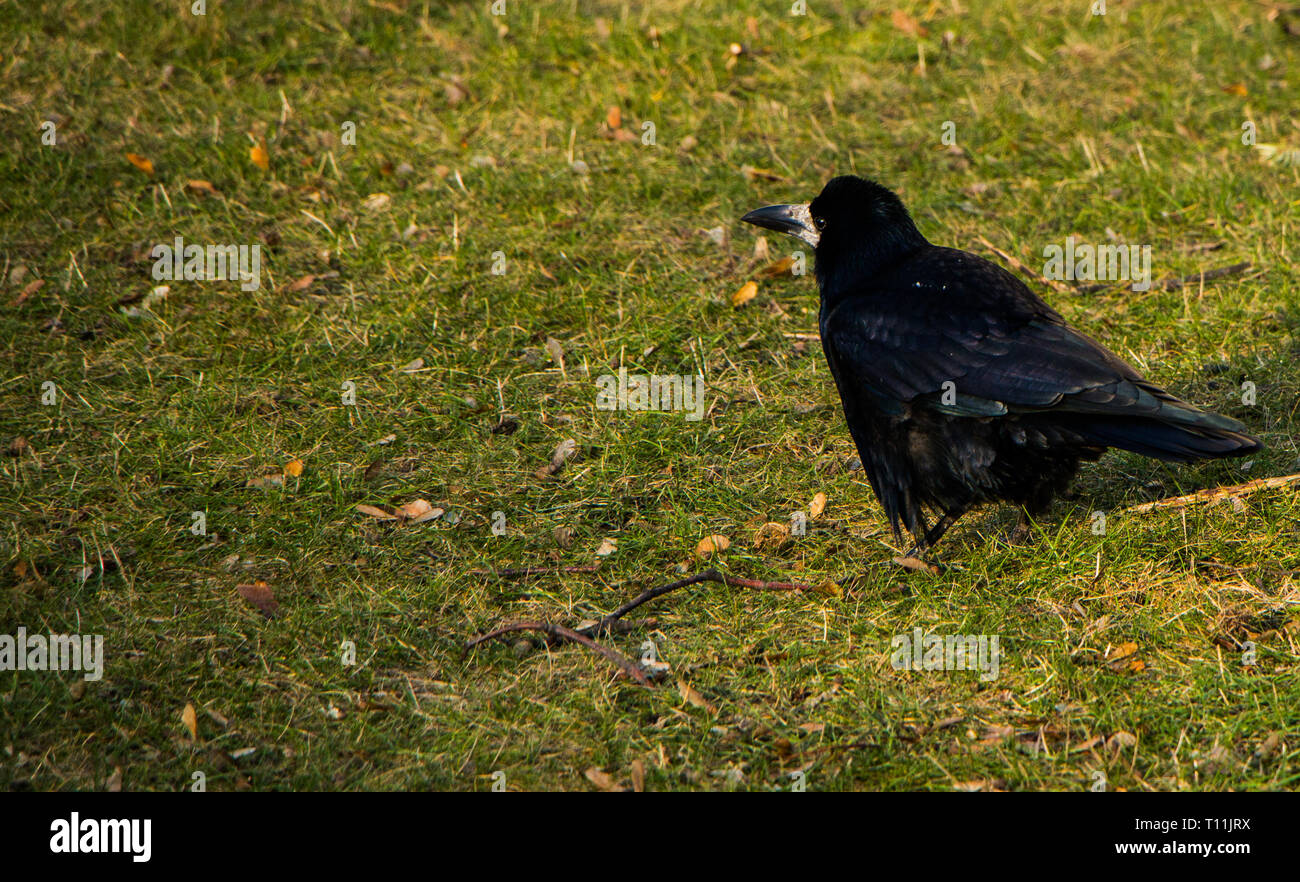 Dark crow auf dem Boden Stockfoto