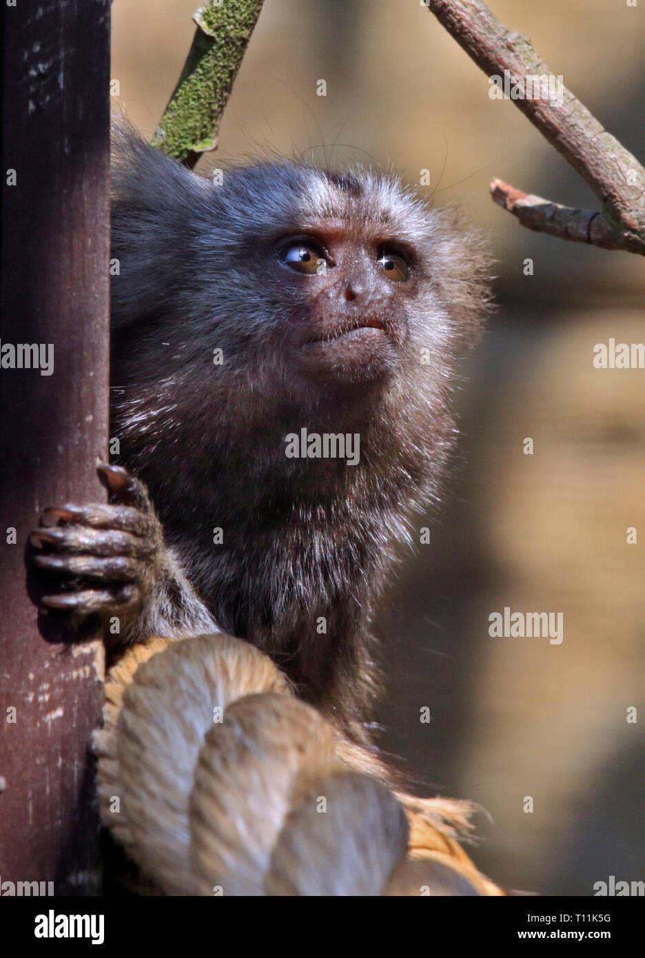 Gemeinsamen Marmoset (Callithrix Jacchus) juvenile Stockfoto