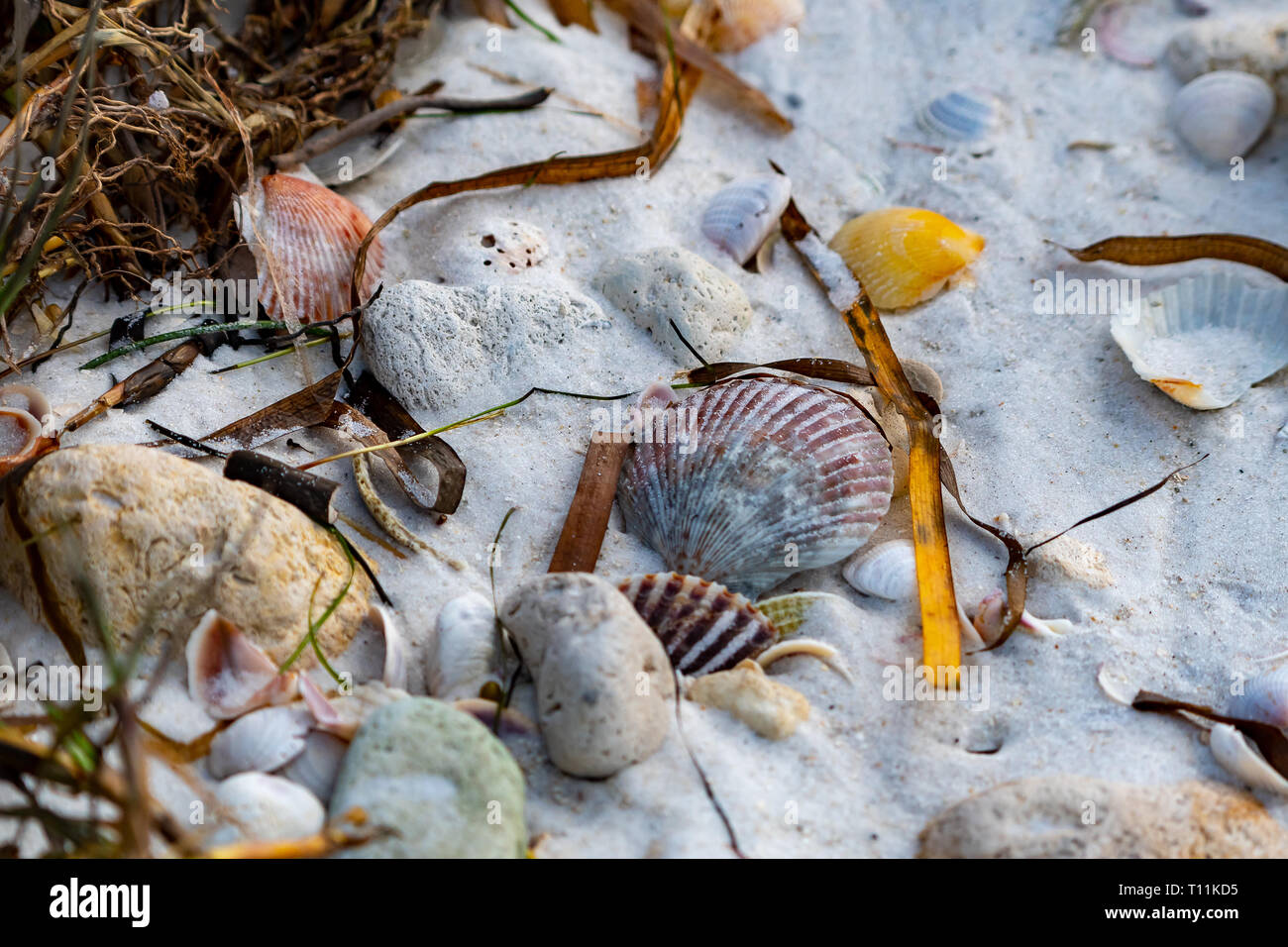 Muscheln am Strand mit Algen Stockfoto