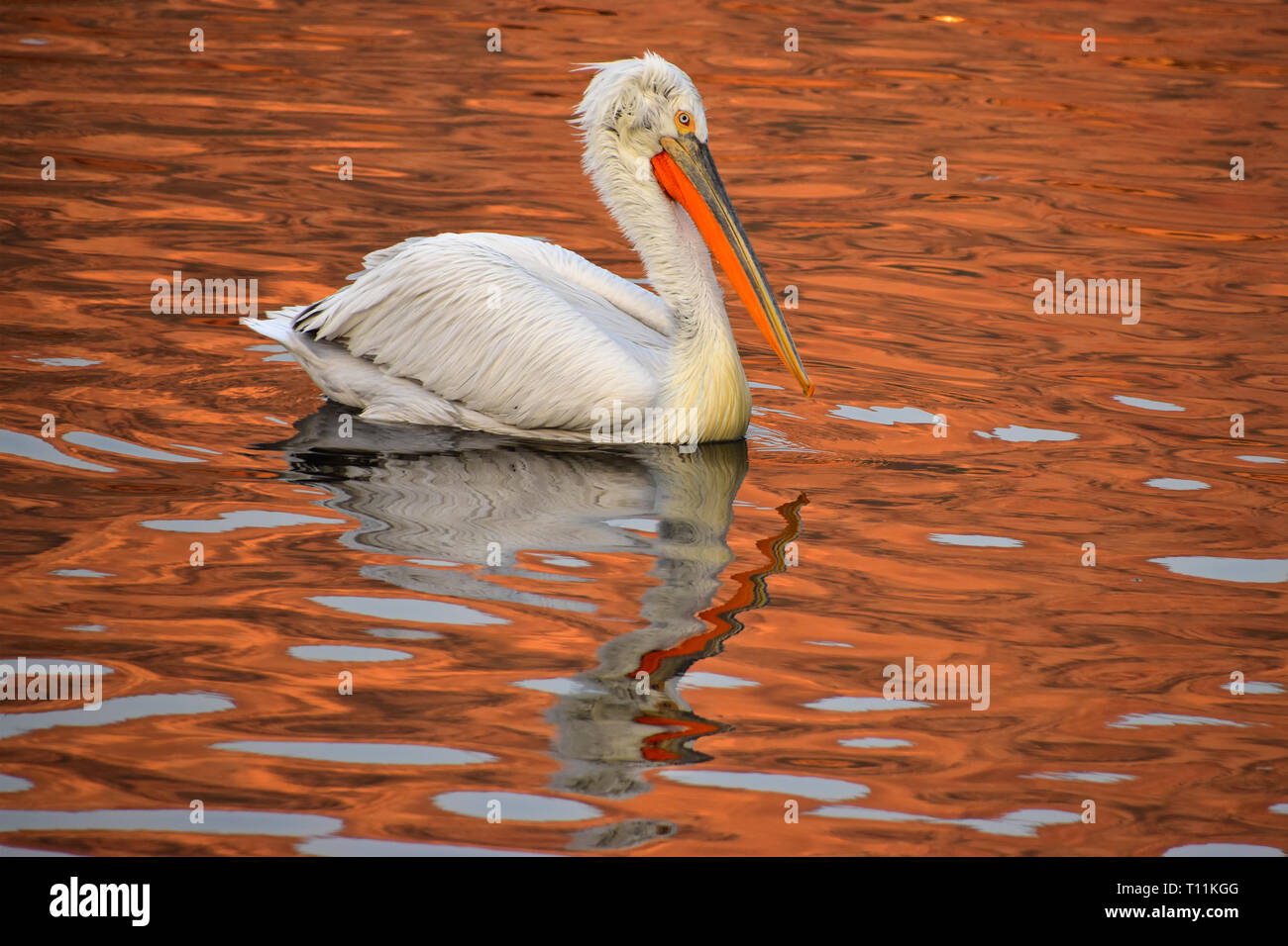 Weiße Pelikan, Gulab Sagar, Jodhpur, Rajasthan, Indien Stockfoto