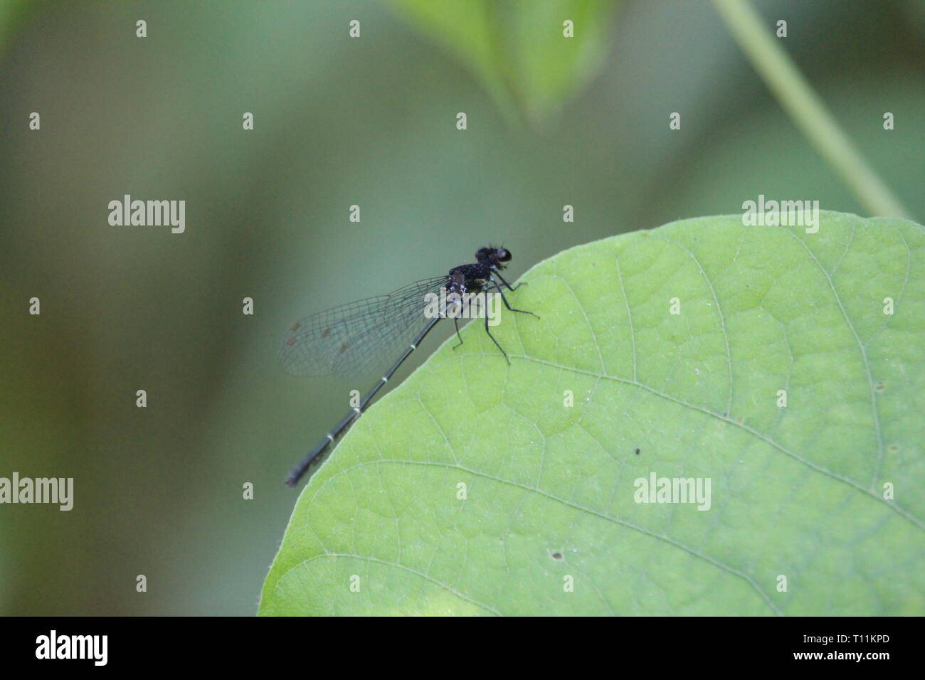 Blick auf die Natur. Dhaleswari-Fluss Bangladesch Stockfoto