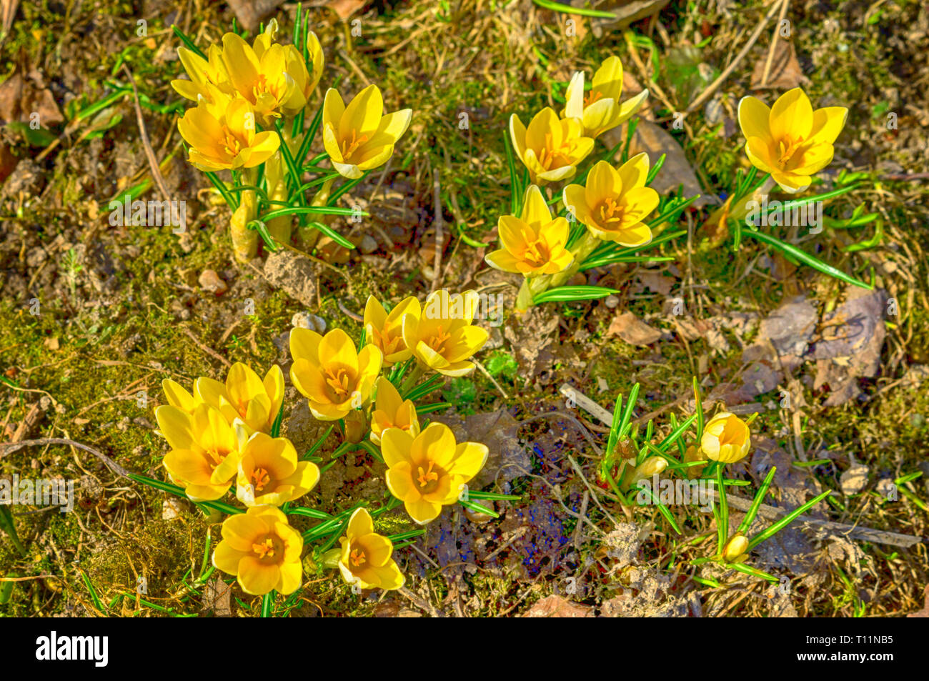 Gelbe Krokus durch letztes Jahr Blätter wachsen Stockfoto