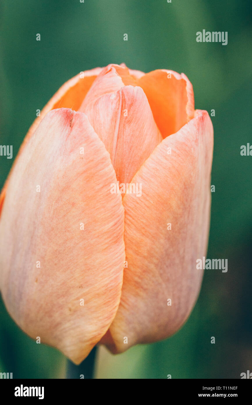 Orange Tulpe Blume Nahaufnahme - Makro im Freien Stockfoto