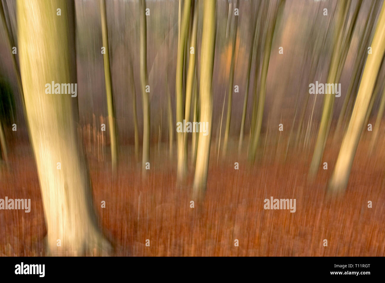 Europa, England, Wald von Dean. Buche Zusammenfassung im goldenen Licht der Fallen. Stockfoto