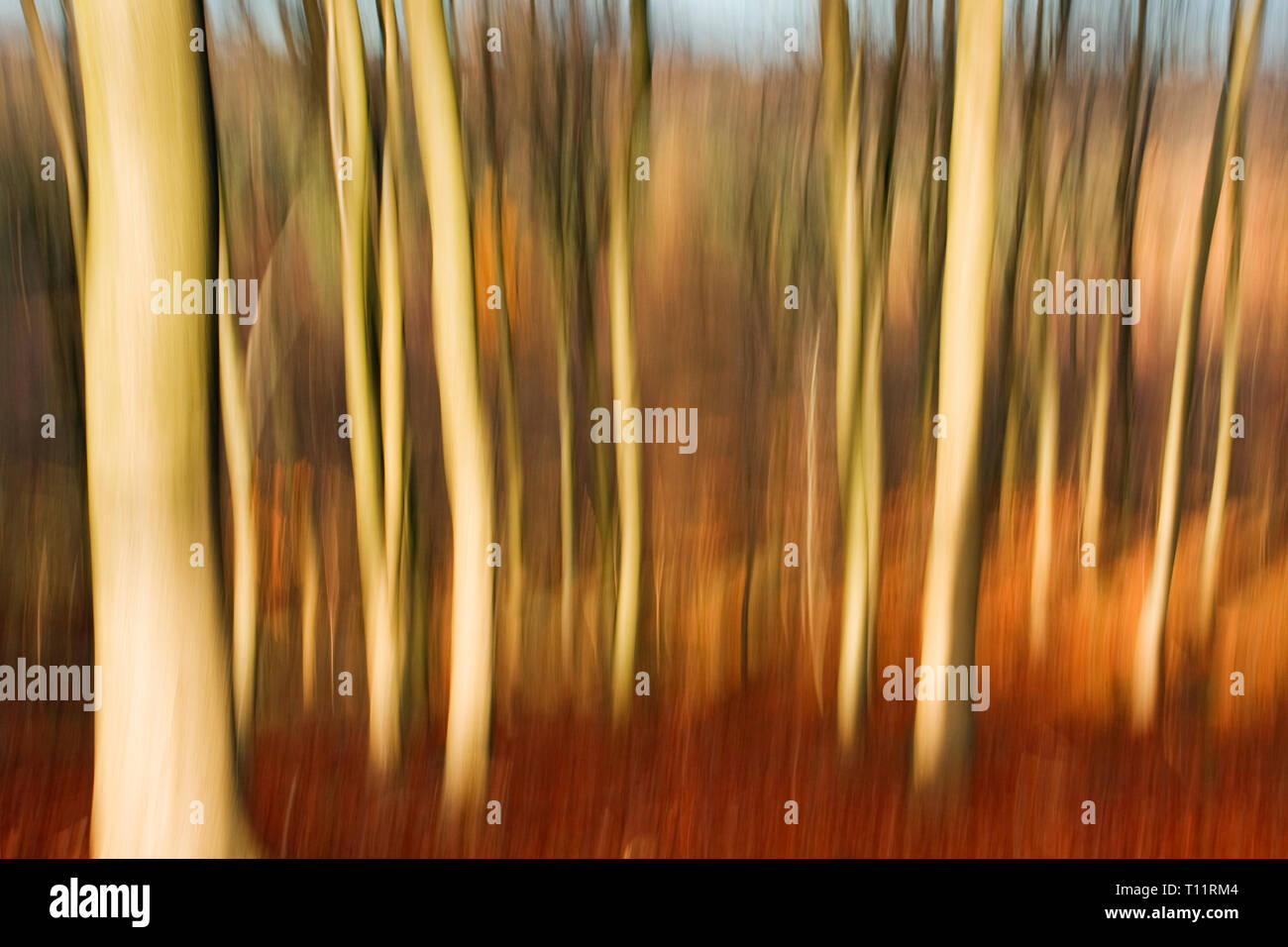 Europa, England, Wald von Dean. Buche im Herbst abstrakt. Stockfoto