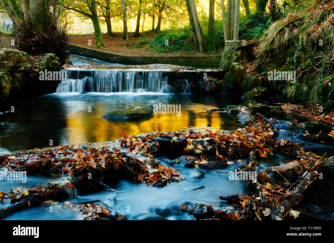 Europa, England, Wald von Dean. Golden Stream im Herbst. Stockfoto