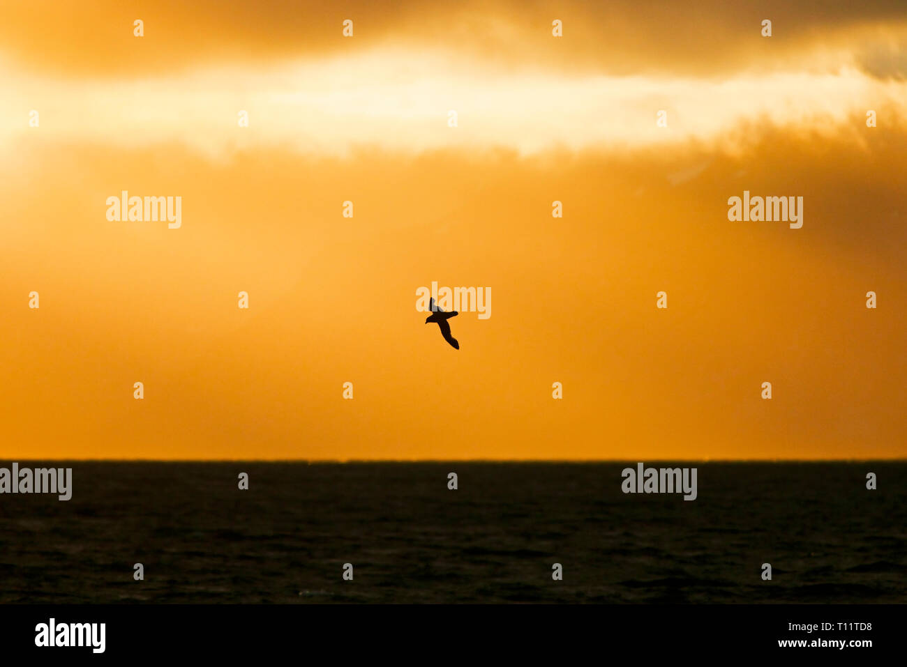Arktis, Spitzbergen. Northern Eissturmvogel (Fulmarus glacialis) gleitet über den Sonnenuntergang. Stockfoto