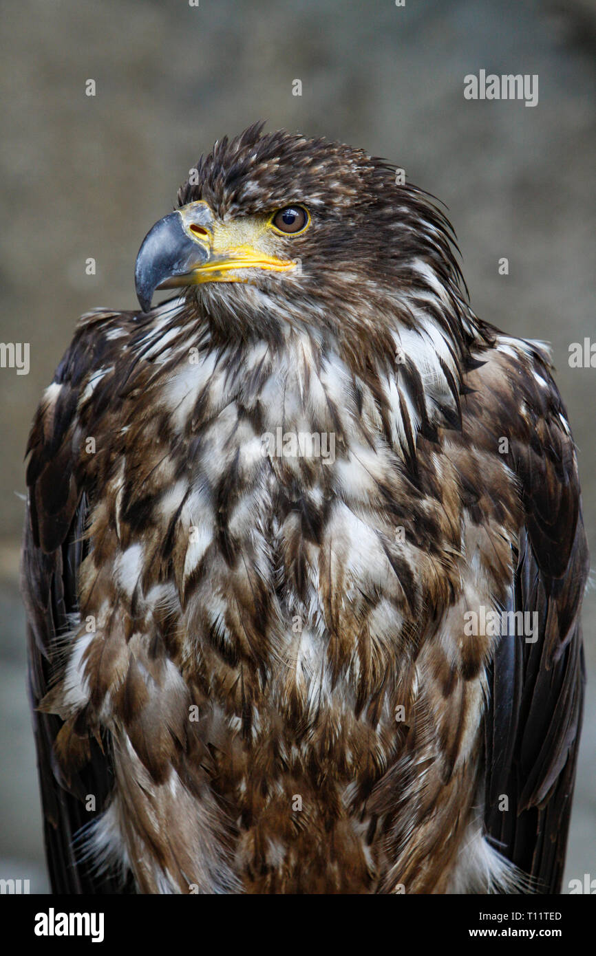 Nahaufnahme einer raptorial Vogel/Deutsche Greifenwarte - Burg Guttenberg Stockfoto