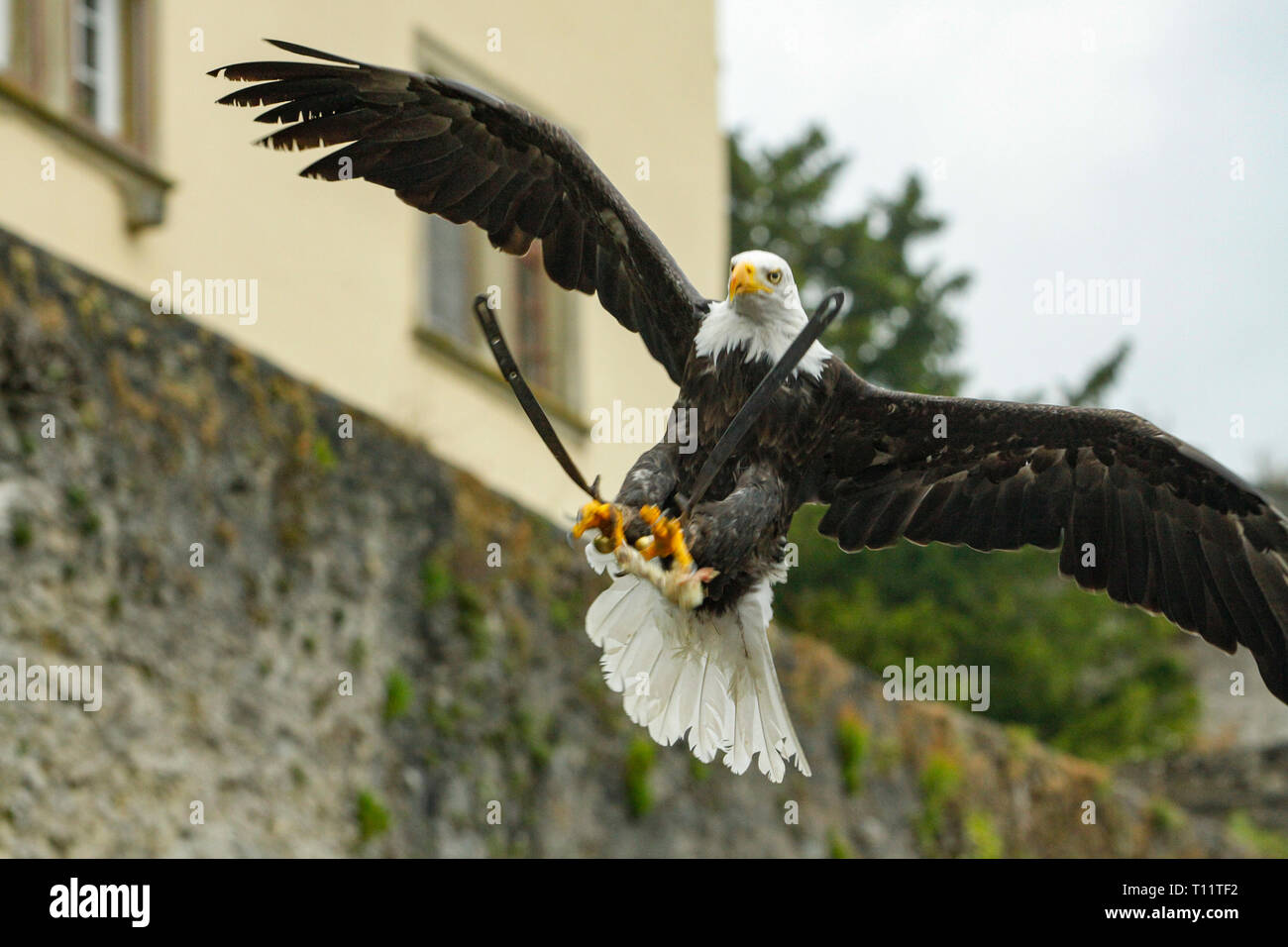Nahaufnahme einer raptorial Vogel/Deutsche Greifenwarte - Burg Guttenberg Stockfoto