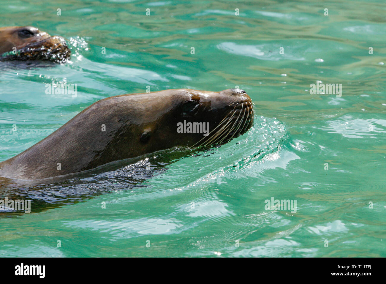 Nahaufnahme einer Robbe im Wasser Stockfoto