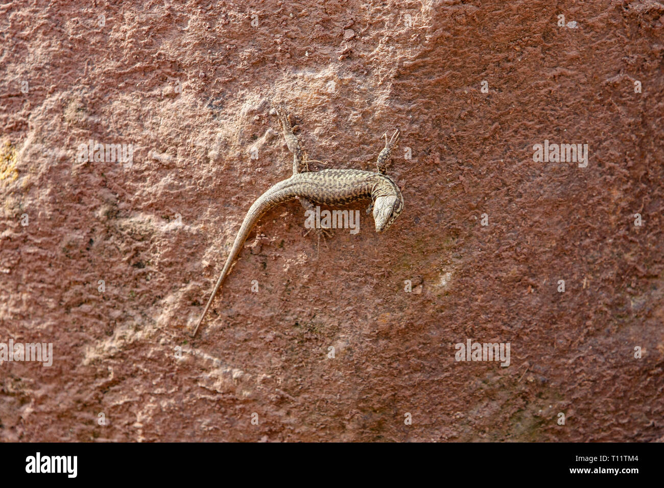 Eine Echse, hängen an der Sandsteinmauer Stockfoto