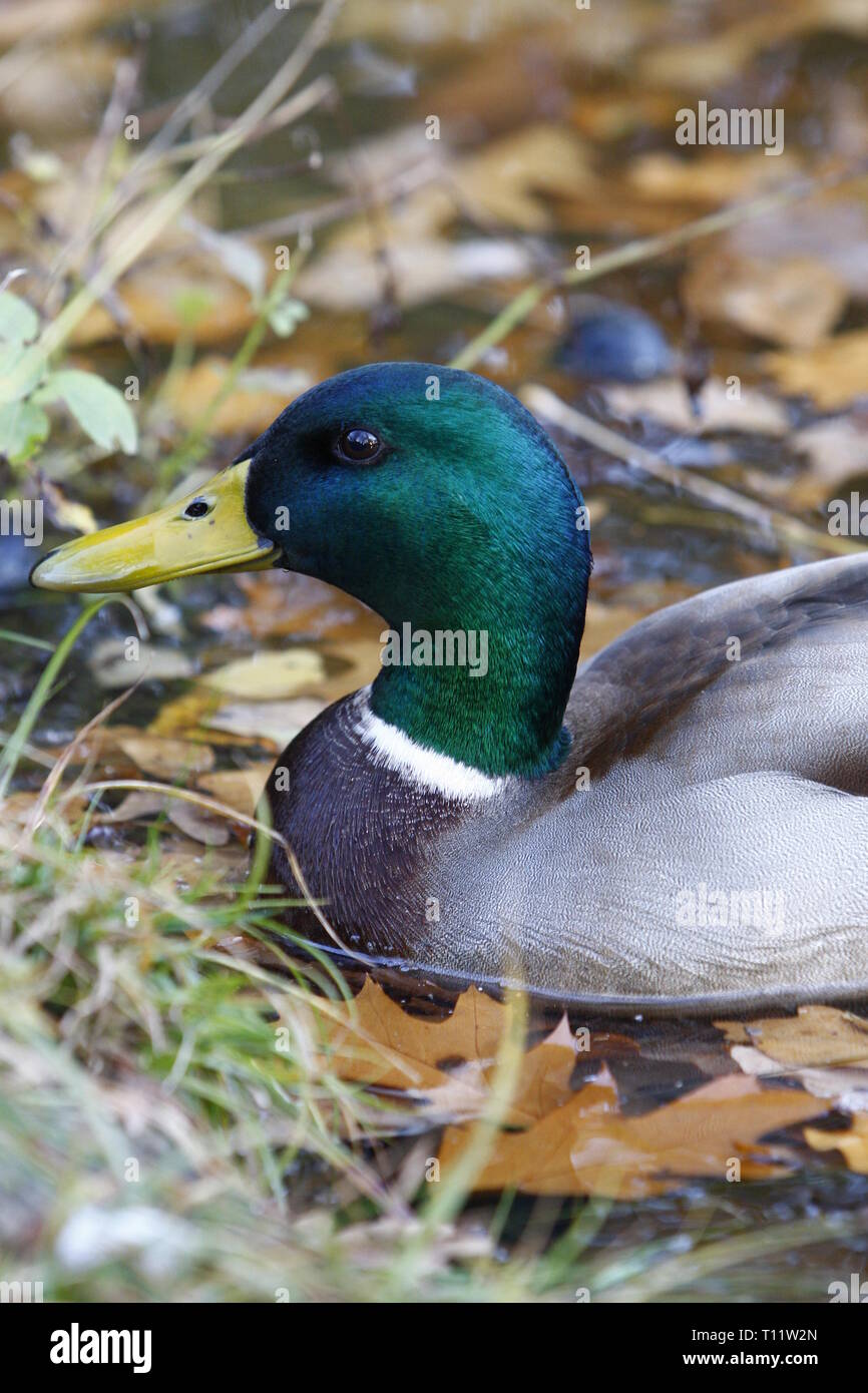 Nahaufnahme einer Drake Ente in einem See im Herbst Stockfoto