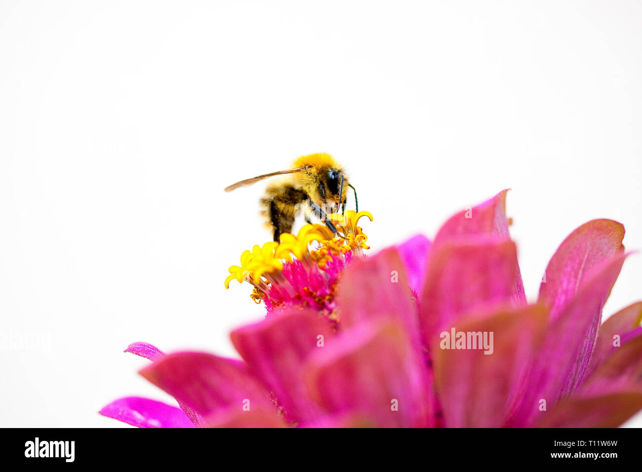 Nahaufnahme von einer Hummel auf einer roas gelbe Blüte Stockfoto