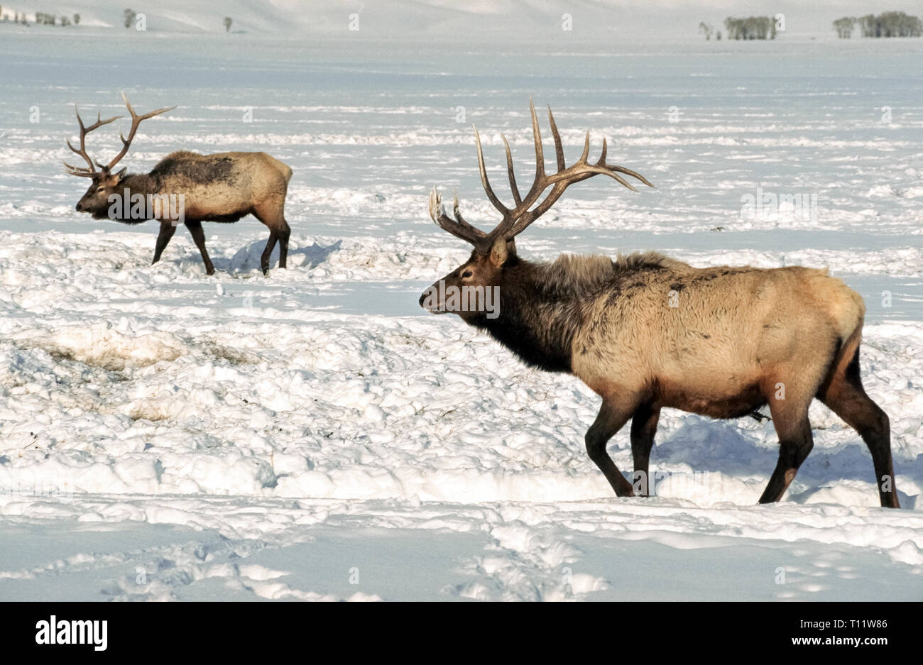 Zwei Bullen Elche Mit Beeindruckenden Geweih Bewegen Durch Den Schnee Suchen Nach Essen Im National Elk
