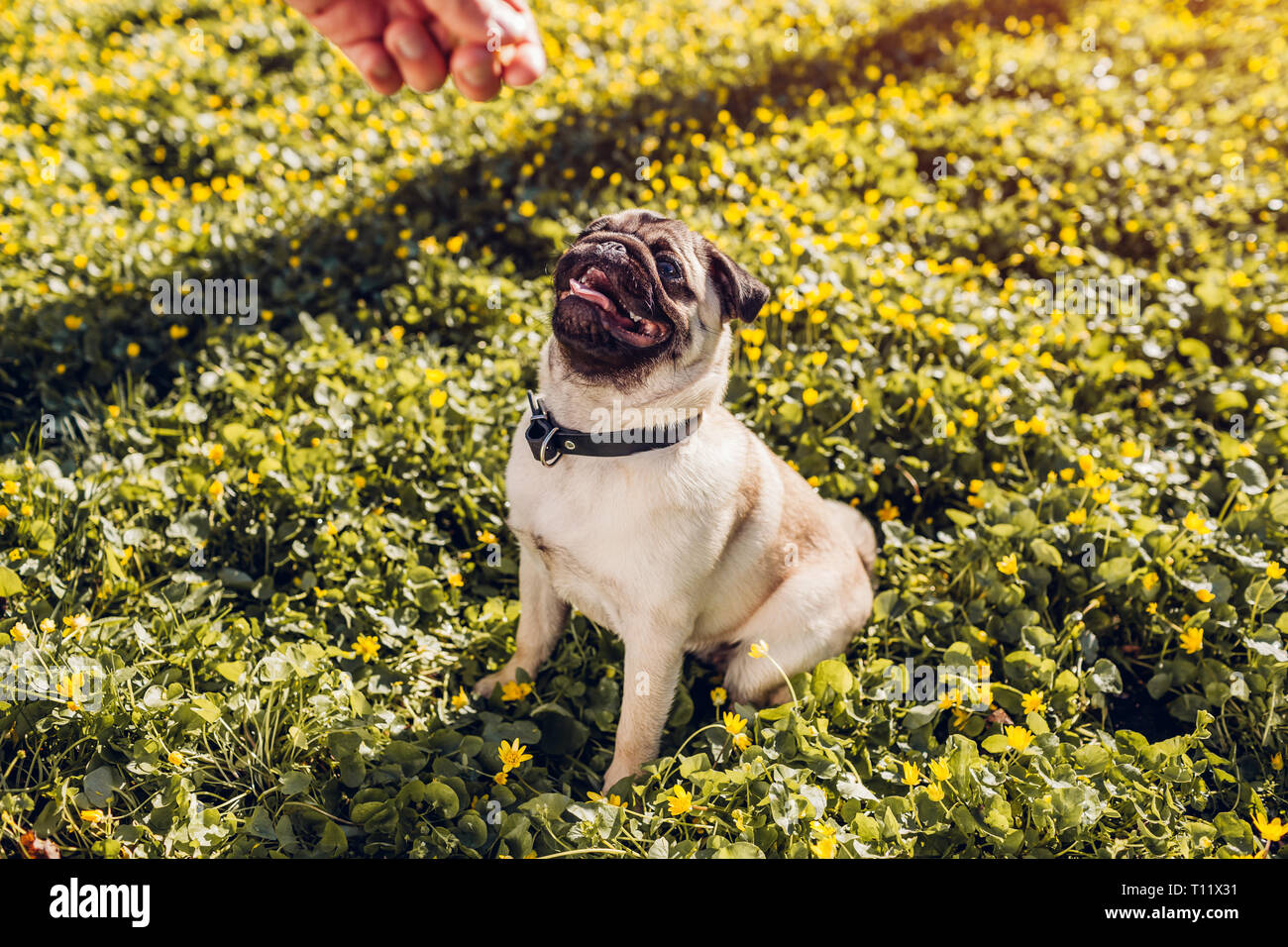 Man Walking mops Hund im Frühjahr Wald und hält Essen in der Hand. Happy puppy sitzen unter gelben Blumen warten auf Bestellungen seiner Master Stockfoto