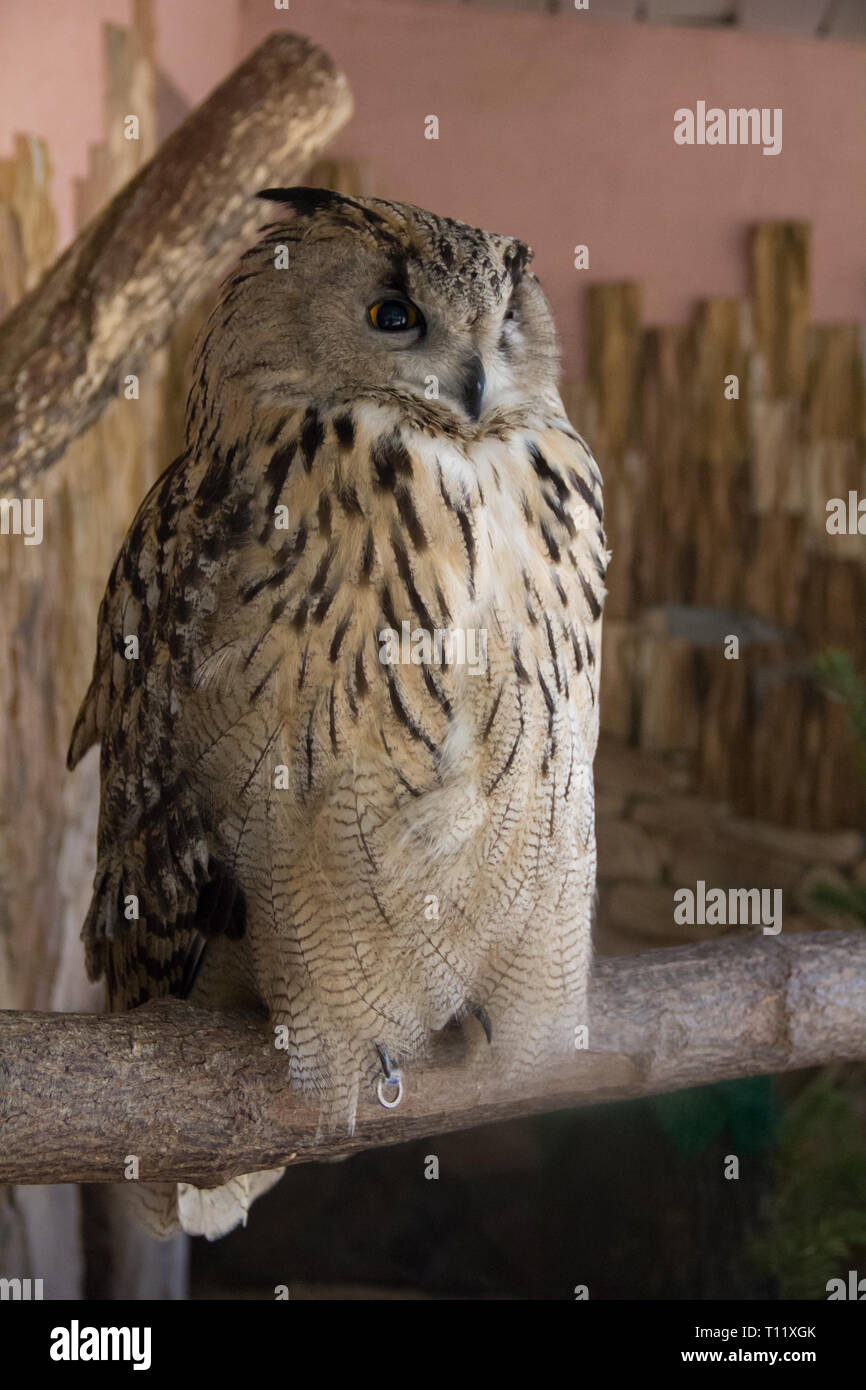 Eule im Zoo. Großen Wald Vogel in Gefangenschaft. Stockfoto