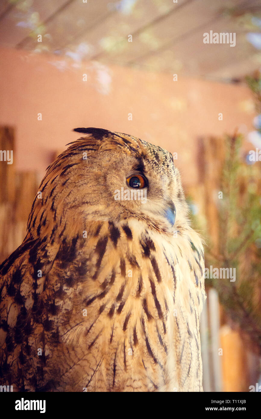 Eule im Zoo. Großen Wald Vogel in Gefangenschaft. Stockfoto