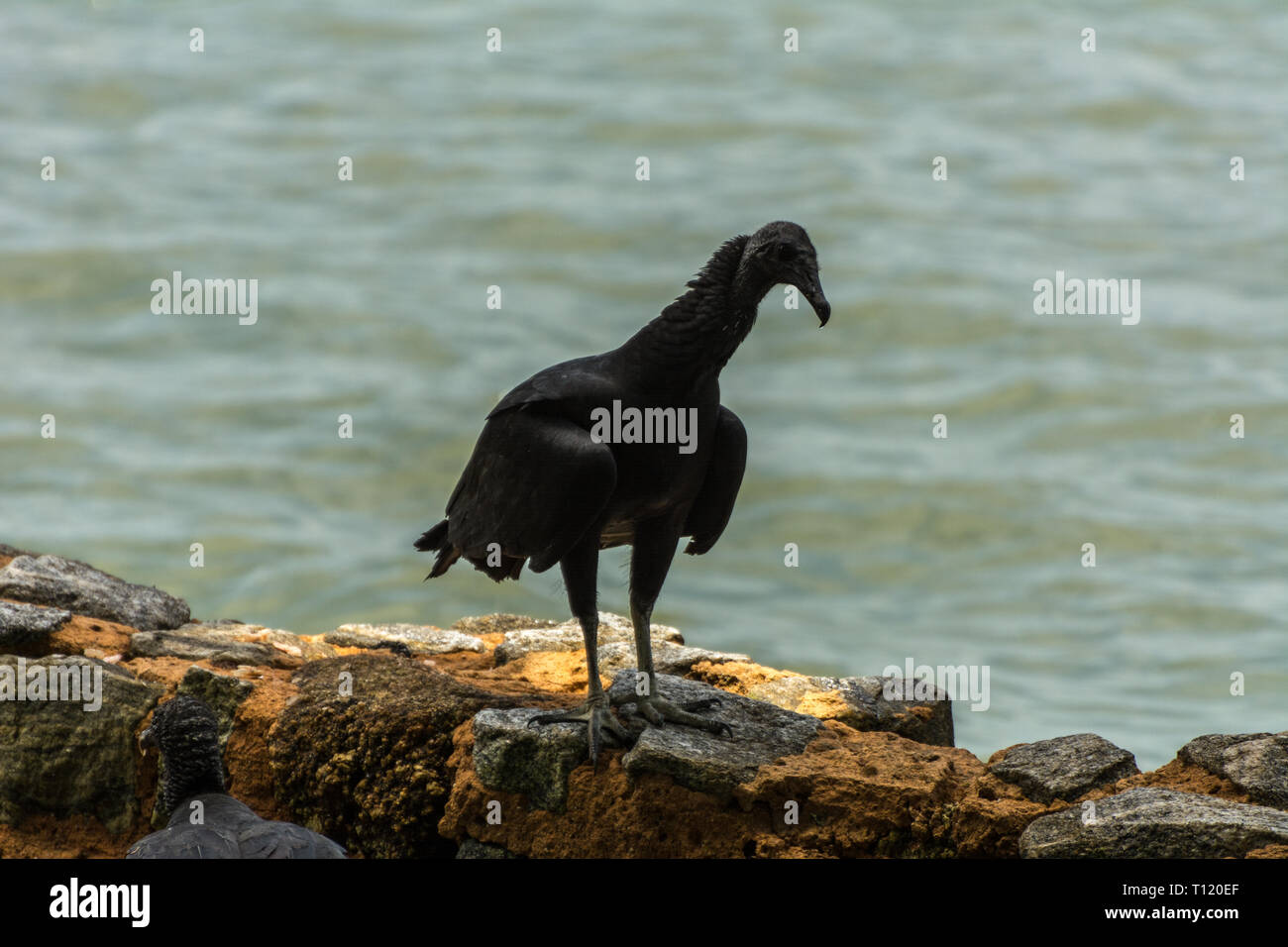 2018 November - Paraty, Brasilien. Schwarze brasilianische Geier in der Nähe des Meeres. Stockfoto