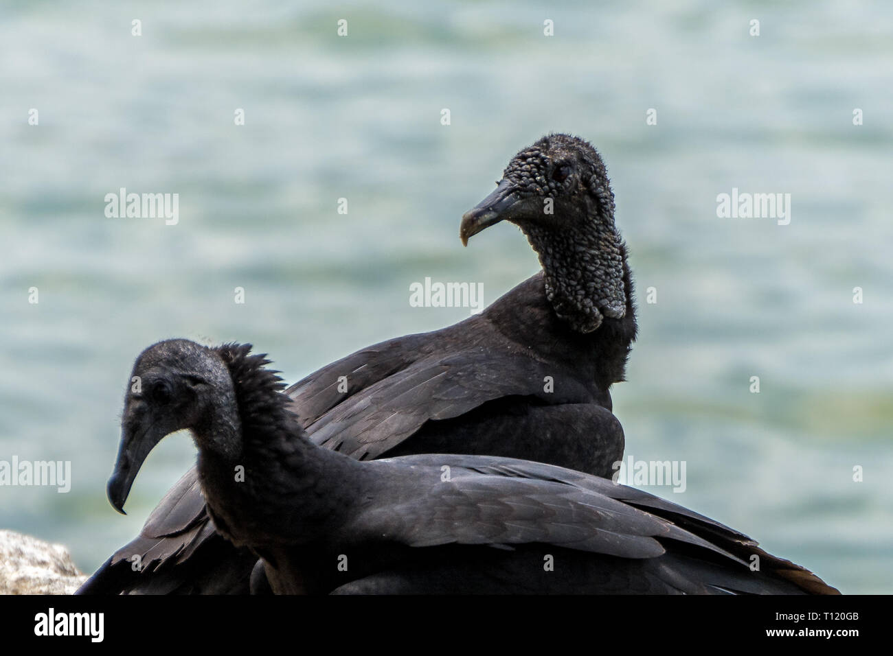 2018 November - Paraty, Brasilien. Schwarze brasilianische Geier in der Nähe des Meeres. Stockfoto