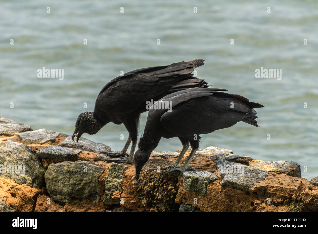 2018 November - Paraty, Brasilien. Schwarze brasilianische Geier in der Nähe des Meeres. Stockfoto