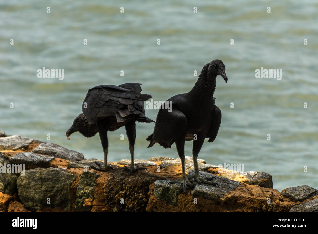 2018 November - Paraty, Brasilien. Schwarze brasilianische Geier in der Nähe des Meeres. Stockfoto