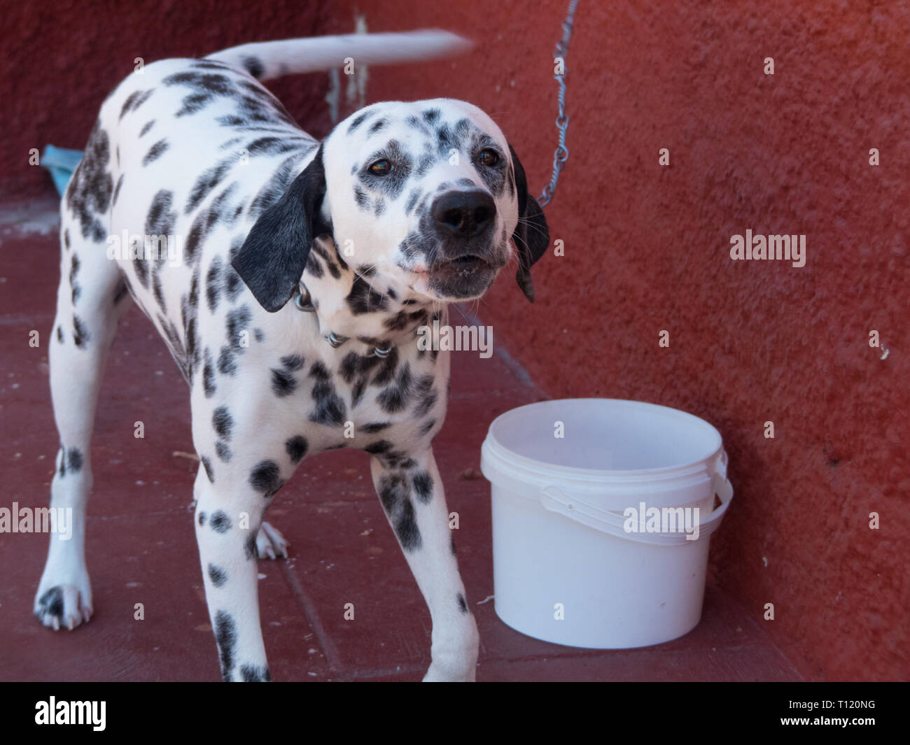 Hund Dalmatiner bellen Outdoor rote Wand Stockfoto