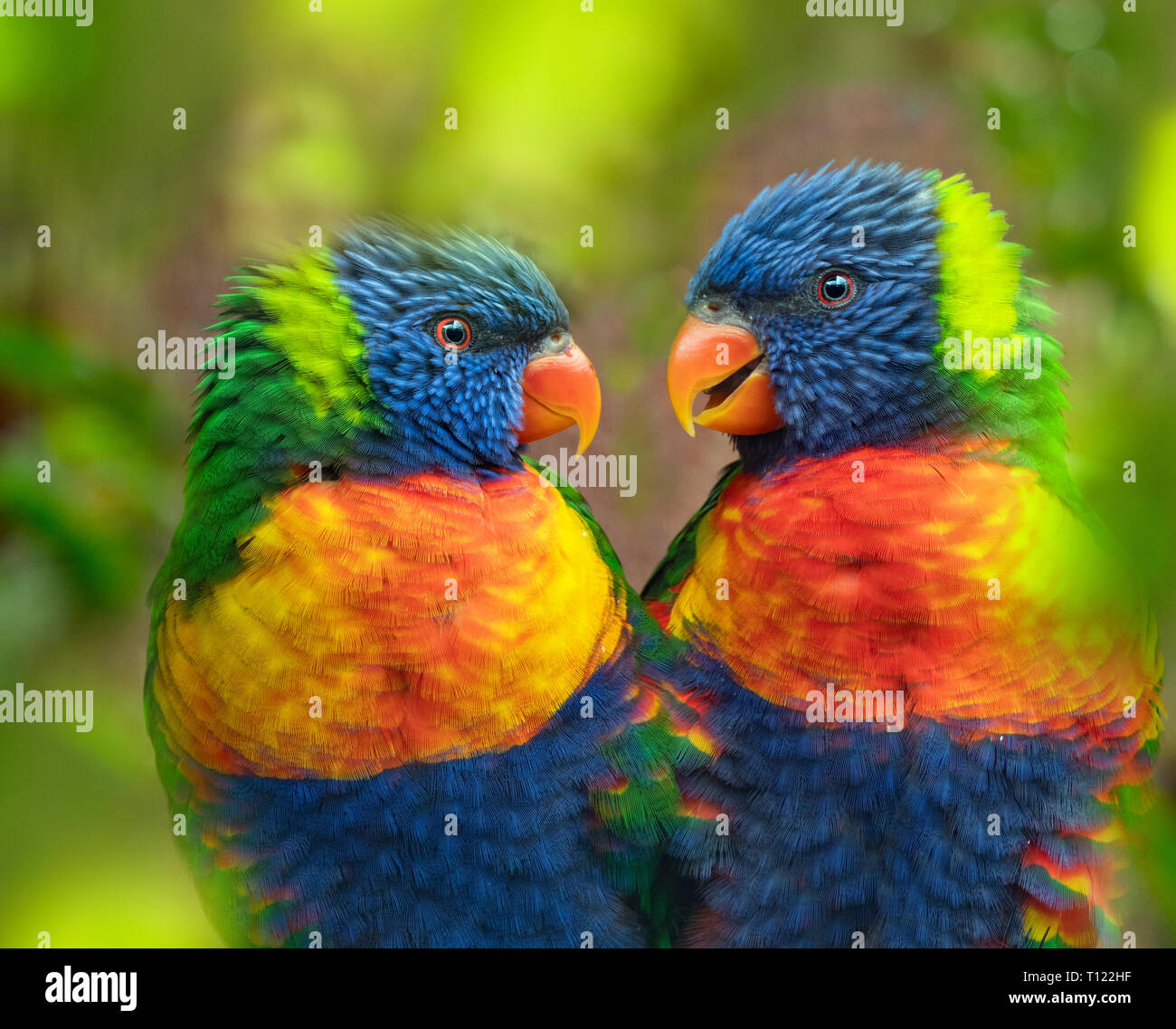 Rainbow lorikeet Trichoglossus moluccanus Stockfoto