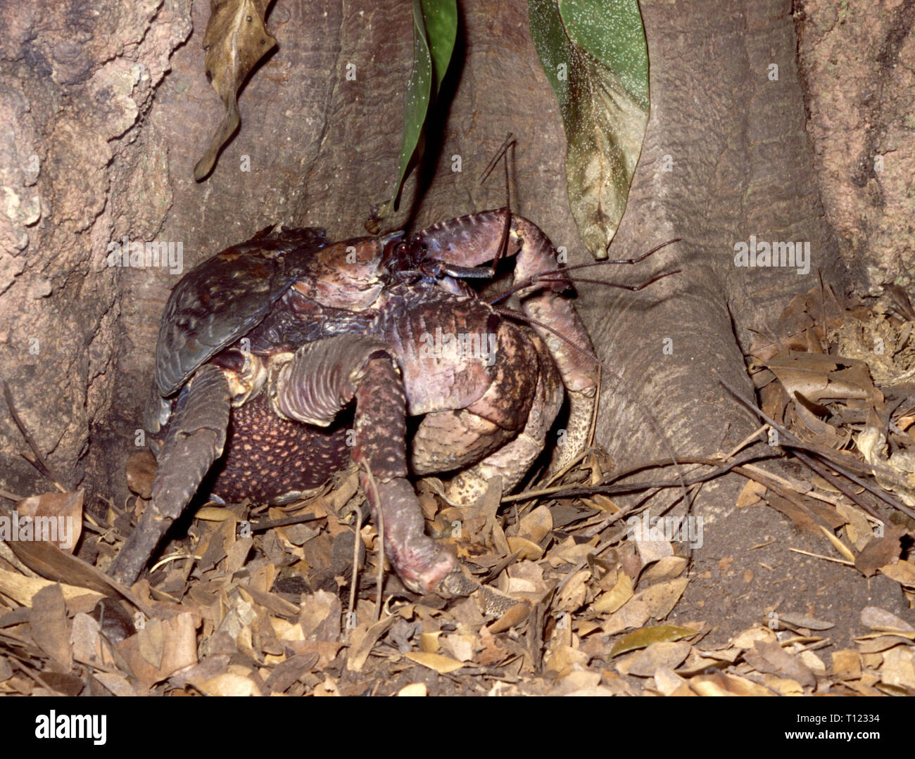 Kokosnuss oder Räuber Crab (Birgus latro) Stockfoto