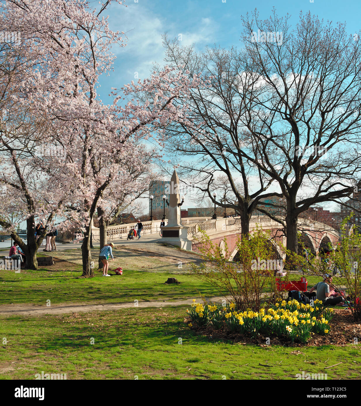 Wochen Fußgängerbrücke im frühen Frühling. Die Menschen kommen aus dem schönen Wetter unter Kirschblüten und Narzissen am Charles River Bank zu genießen. Cambridge, MA Stockfoto