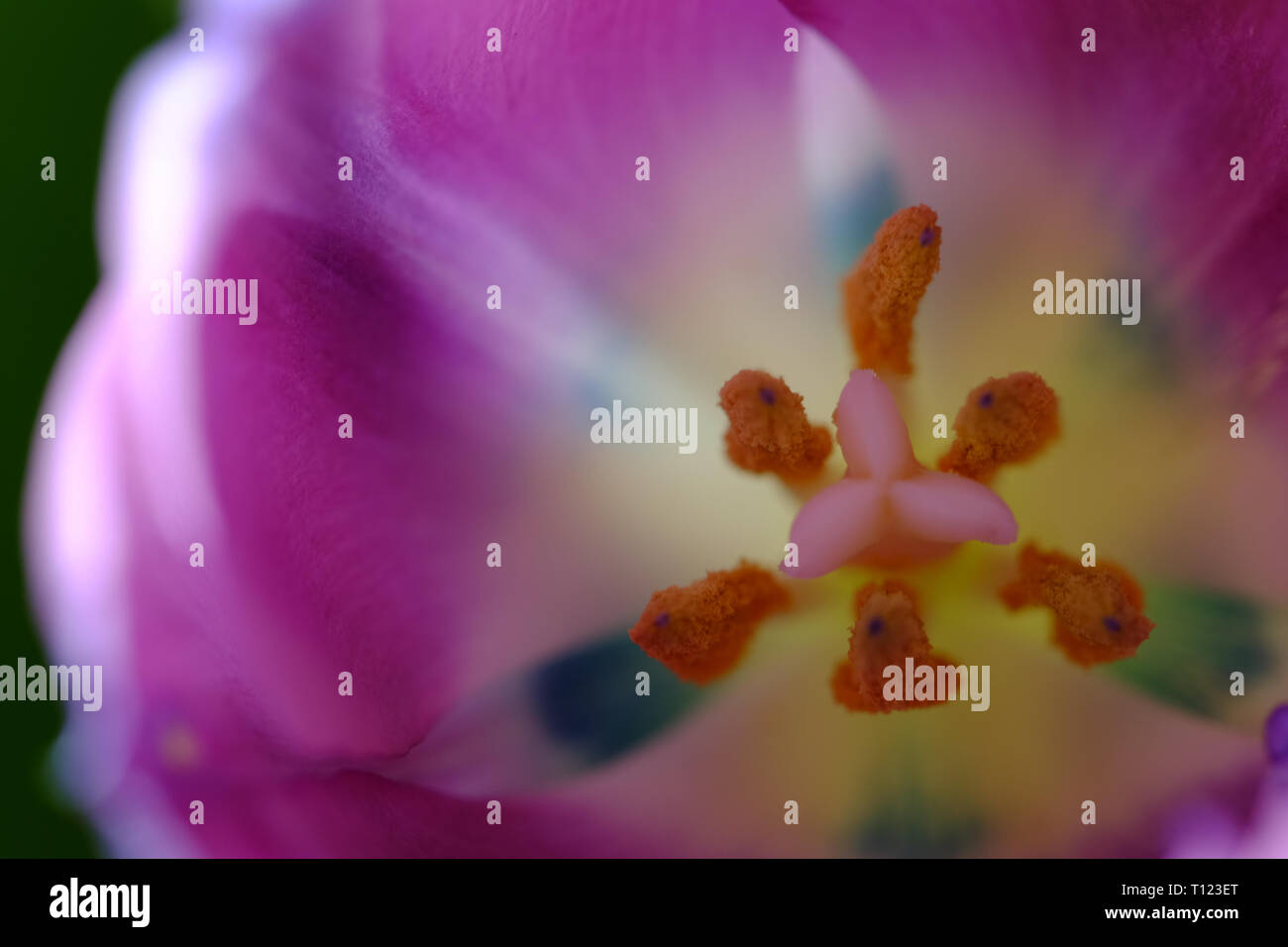 Nahaufnahme von einem lila Tulpe in natürlichem Licht Stockfoto