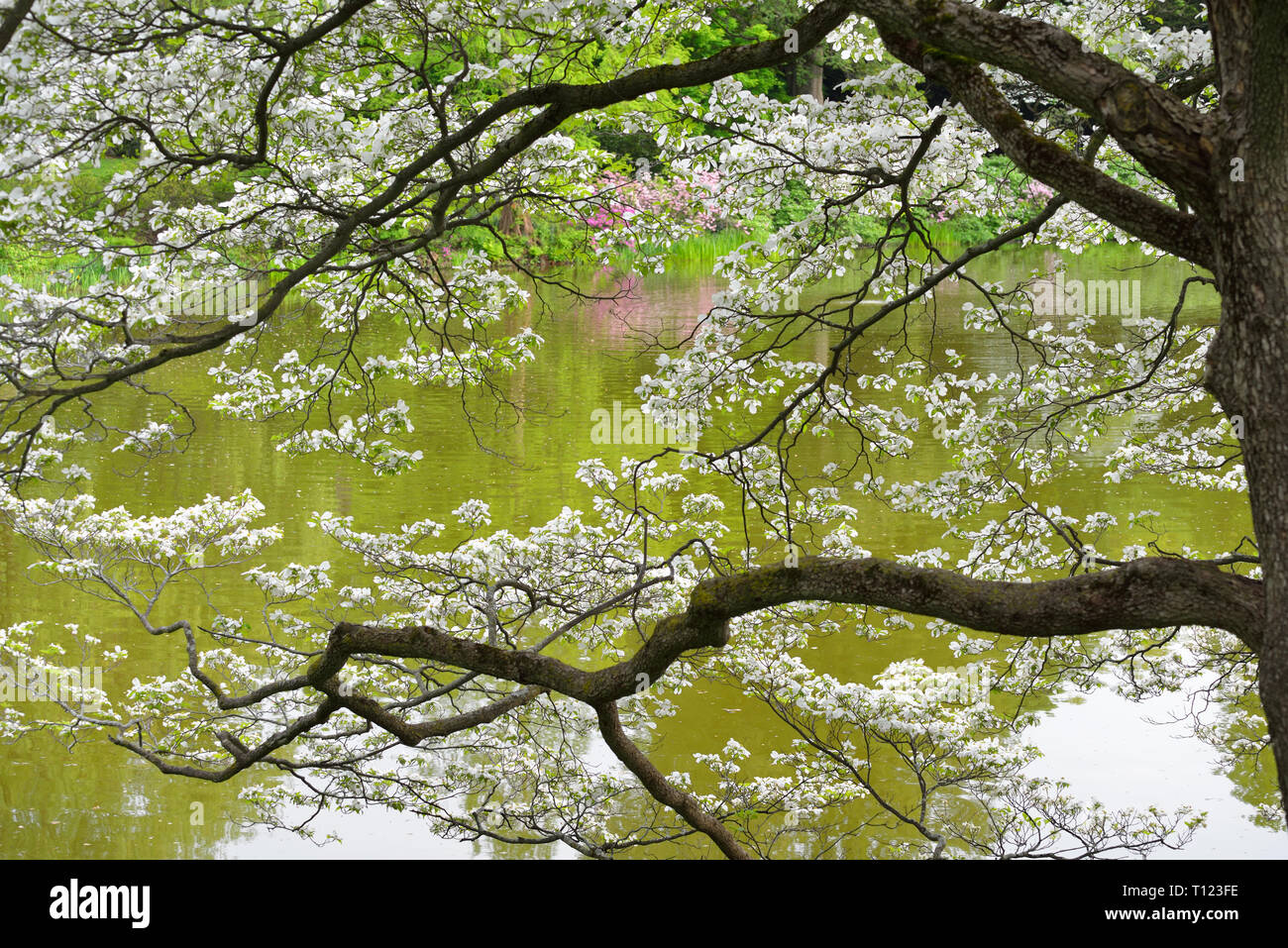 Blühende Hartriegel durch das Wasser. Frühling Hintergrund Stockfoto