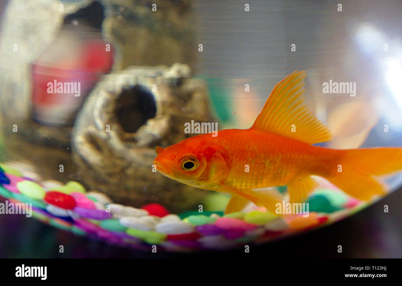 Goldfisch in eine Schüssel geben. Schüssel Glas Textur, bunte Steine und Fisch Spielzeug. Stockfoto