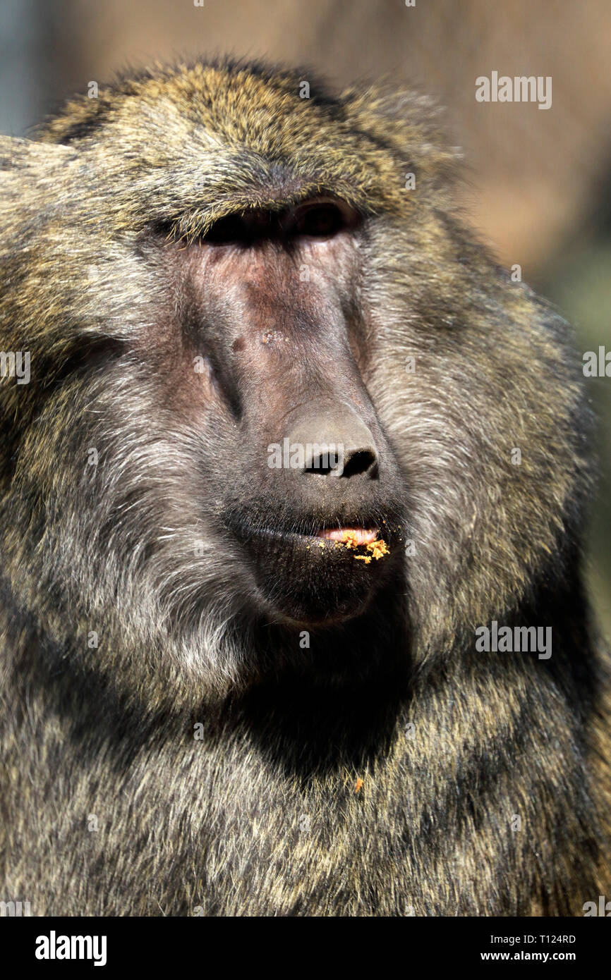 Olive Baboon, Papio Anubis, am Popcorn Park Zoo, Gegabelten River, New Jersey, USA. Ein bakari Pavian aussehen wie aus der TV-Show Serengeti. Stockfoto