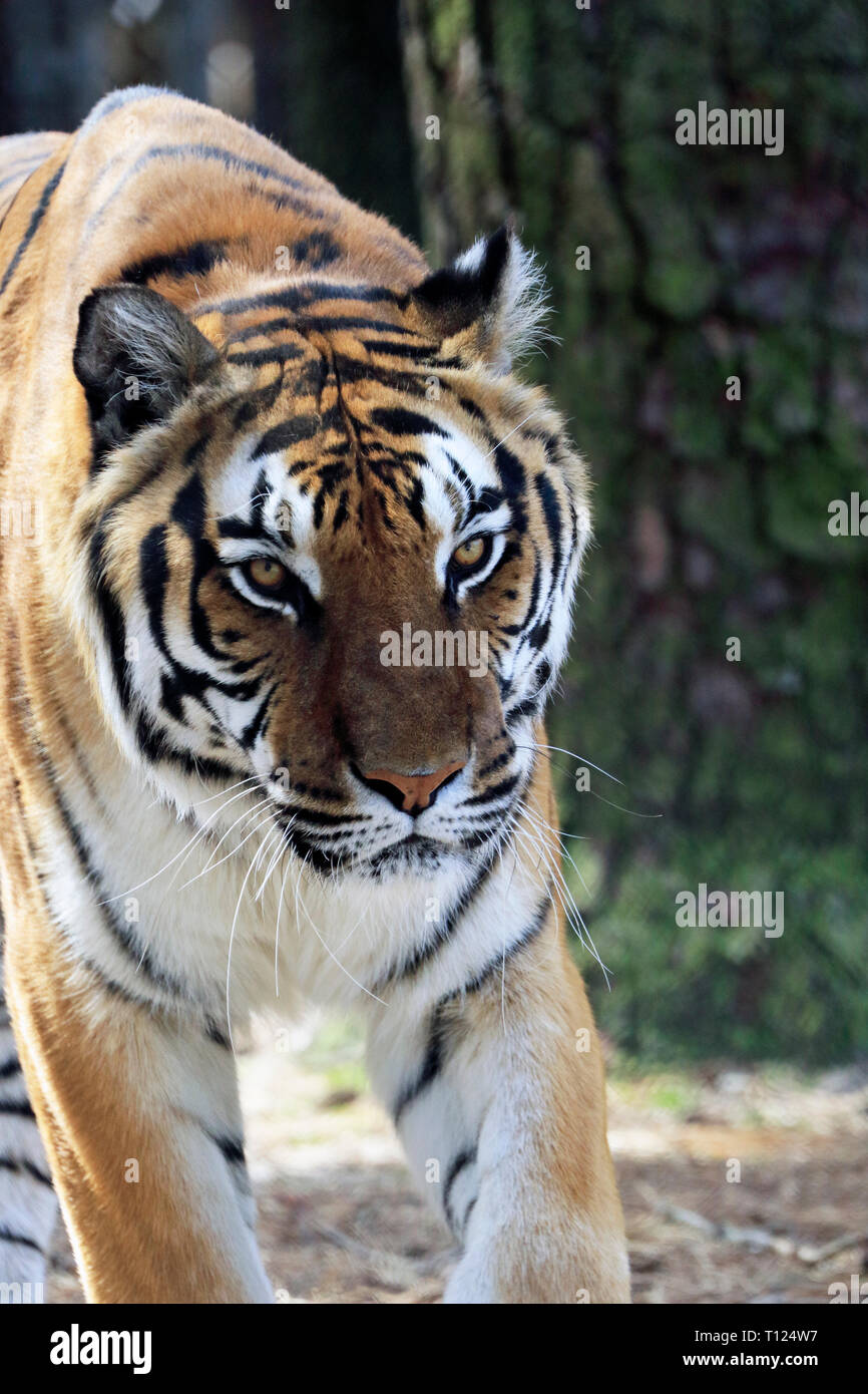 Bengal Tiger, Panthera tigris, an Popcorn Park Zoo, Gegabelten River, New Jersey, USA Stockfoto