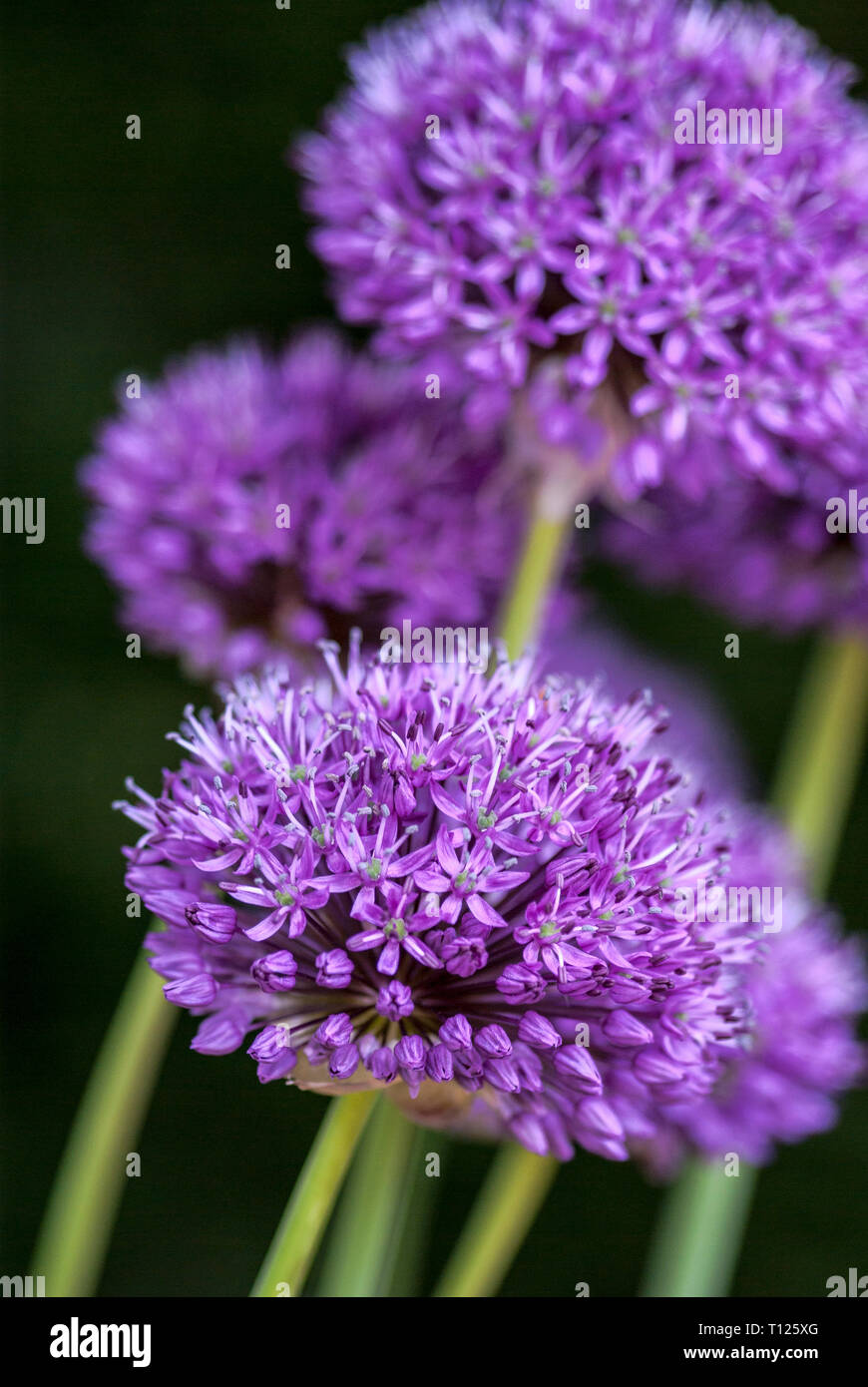 Nahaufnahme von Allium Hollandicum Köpfe in einer festen Gruppe, kurze Schärfentiefe, Porträt Stockfoto