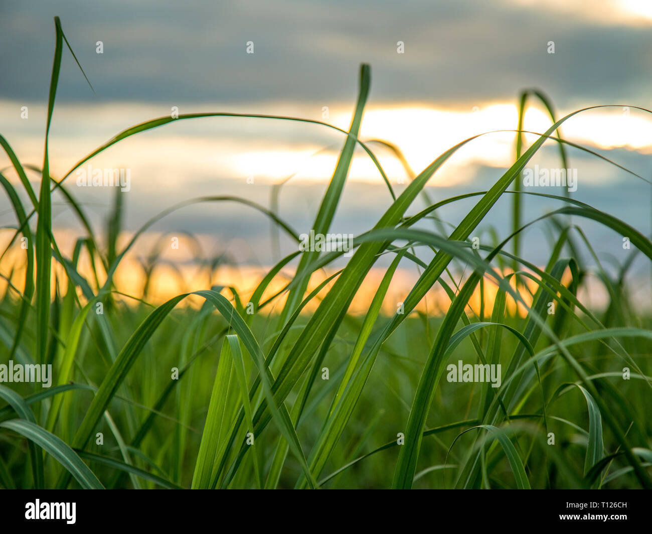Zuckerrohrplantage Sunset View Stockfoto