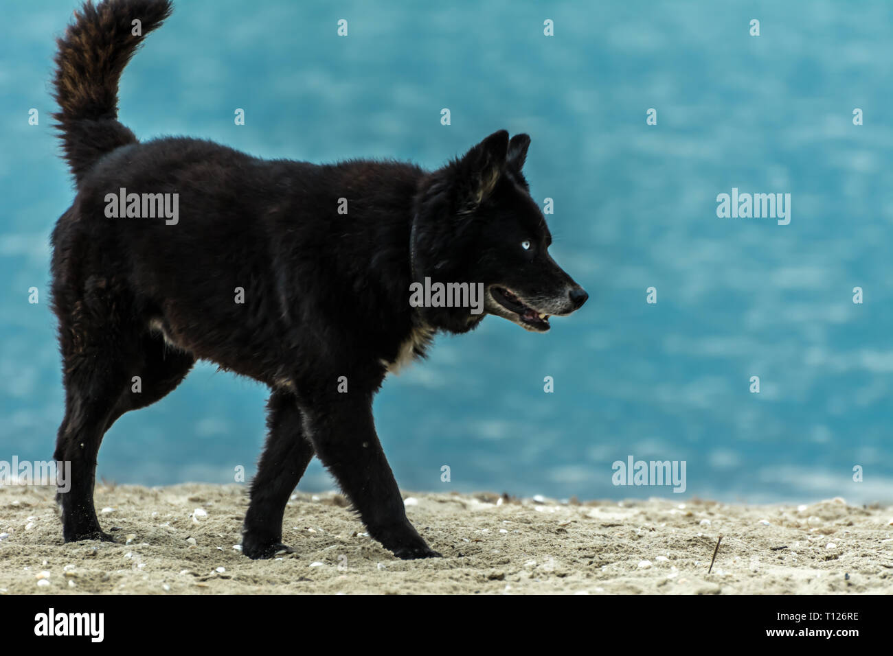 2018 November - Paraty, Brasilien. Schwarzer Hund, ähnlich wie ein Wolf oder ein Bär, stehend auf dem Strand. Stockfoto