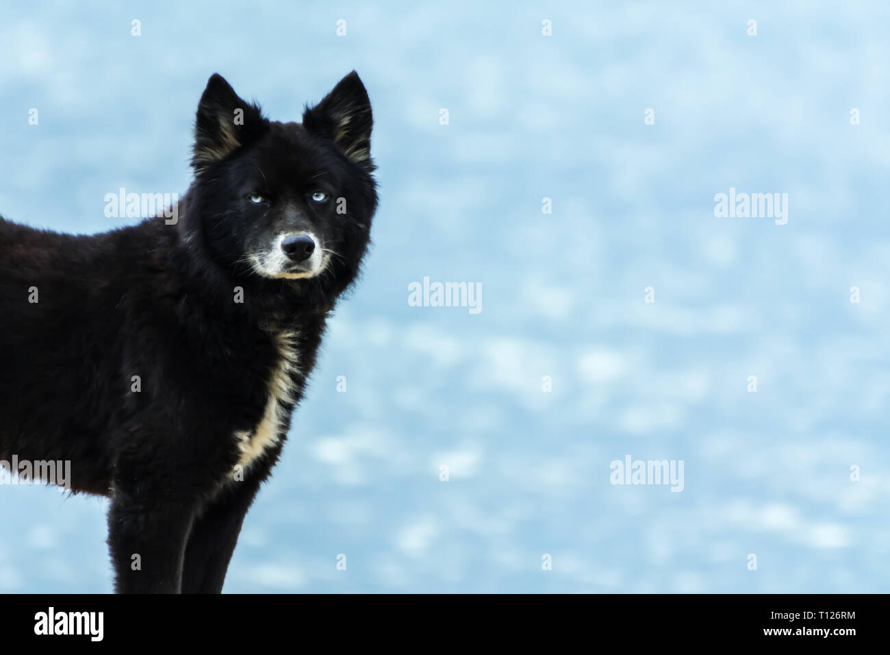 2018 November - Paraty, Brasilien. Schwarzer Hund, ähnlich wie ein Wolf oder ein Bär, stehend auf dem Strand. Stockfoto