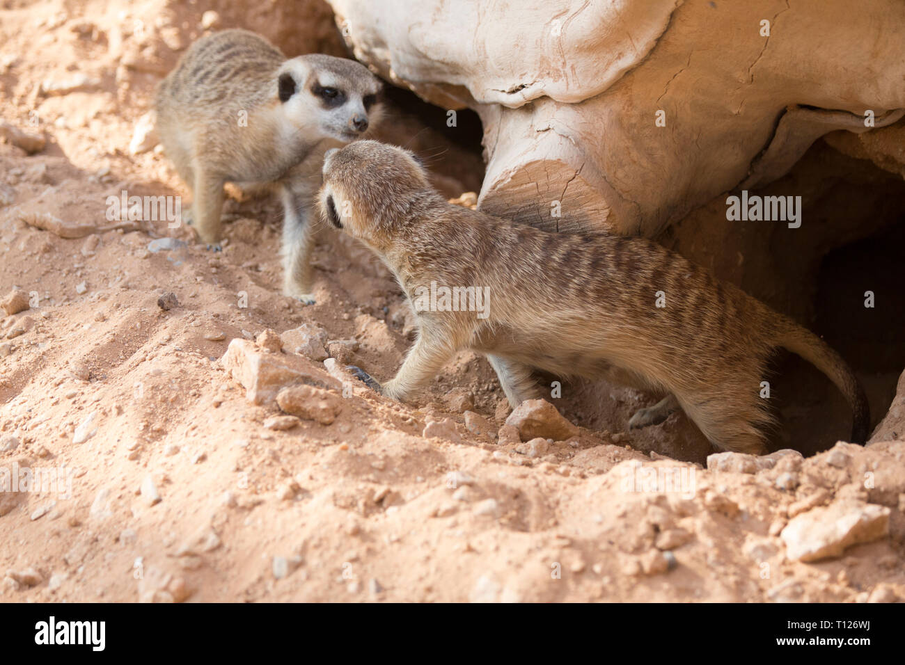 Erdmännchen sind sehr interessante Tiere und in einer sehr strategischen Lage im Al Ain Zoo gehalten. Al Ain Zoo liegt nur 140 Kilometer von Abu Dhabi​ c Stockfoto