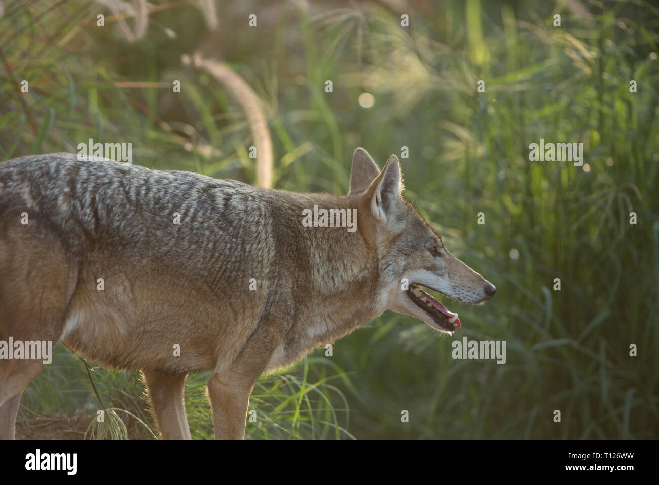 Wolf in Al Ain Zoo wandern, interessante Tiere do​ nicht in der Lage immer zu Fuß rund um den Käfig bleiben Stockfoto