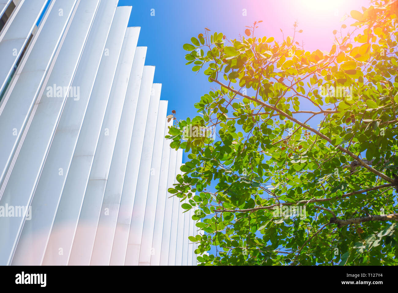 Moderne Unternehmen eco Gebäude mit grünen Pflanze Baum für die Verwendung niedriger Energie und Kühlung. Stockfoto
