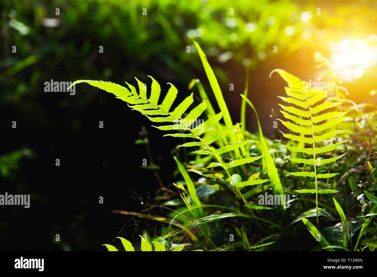 Closeup grünen Farn im Wald mit Sonnenschein. Stockfoto