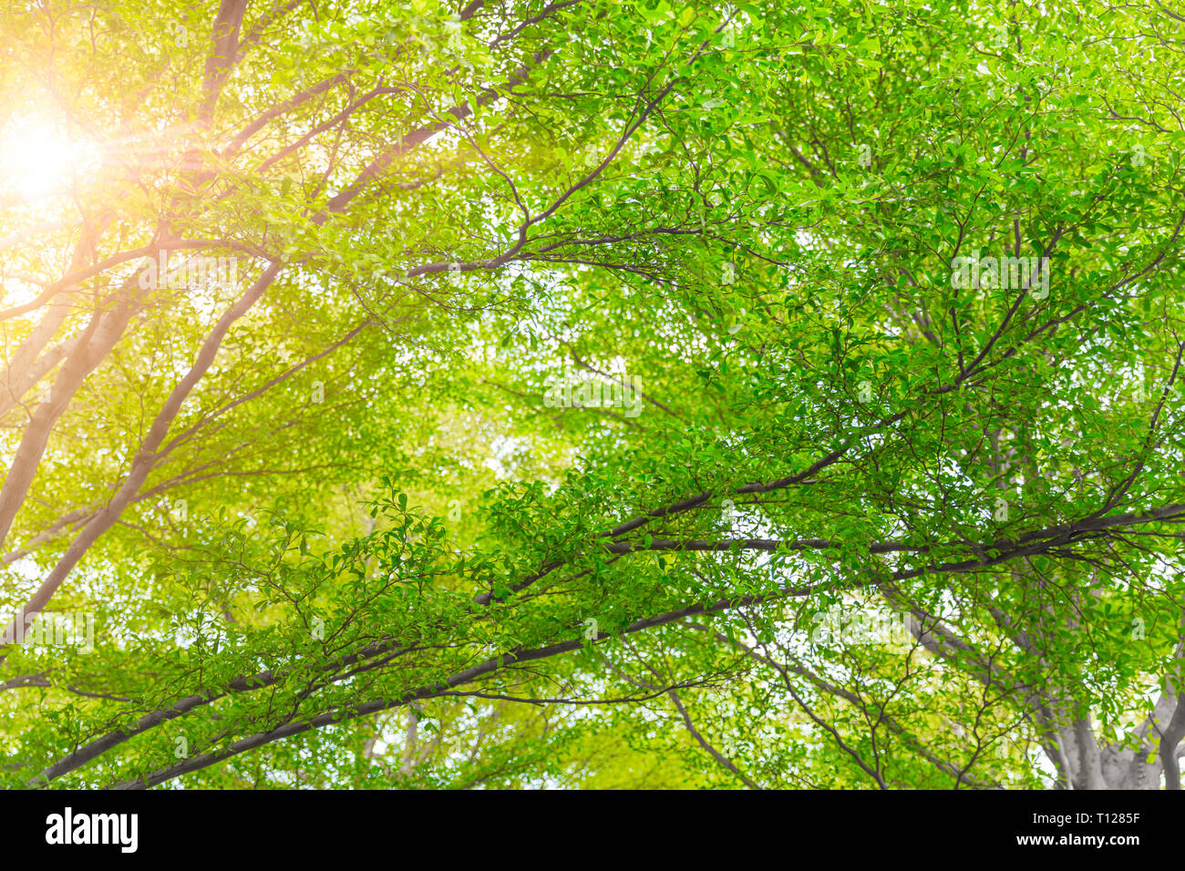 Frischer grüner Baum Natur auf den Park Hintergrund. Stockfoto