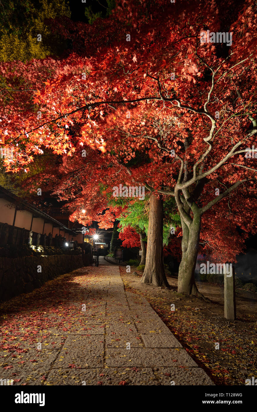 Bäume im Herbst bei Nacht beleuchtet in Japan Stockfoto