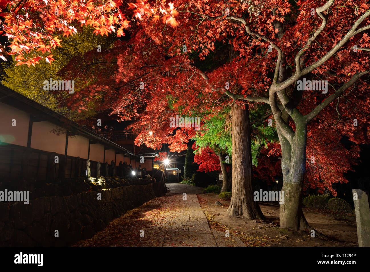Bäume im Herbst bei Nacht beleuchtet in Japan Stockfoto
