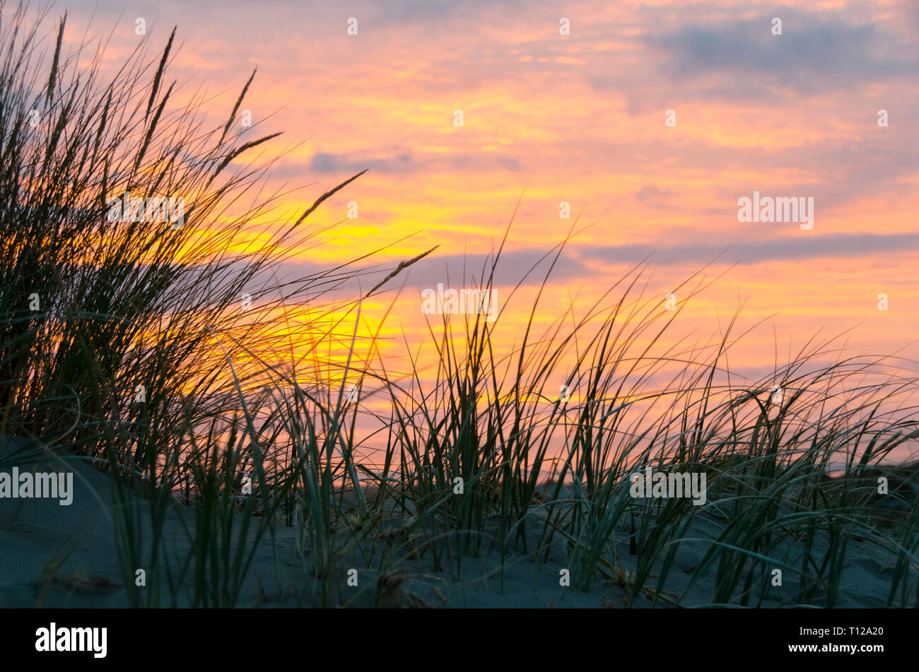 Sonnenuntergang über Gras auf Sanddünen, Foxton, Manawatu, North Island, Neuseeland Stockfoto