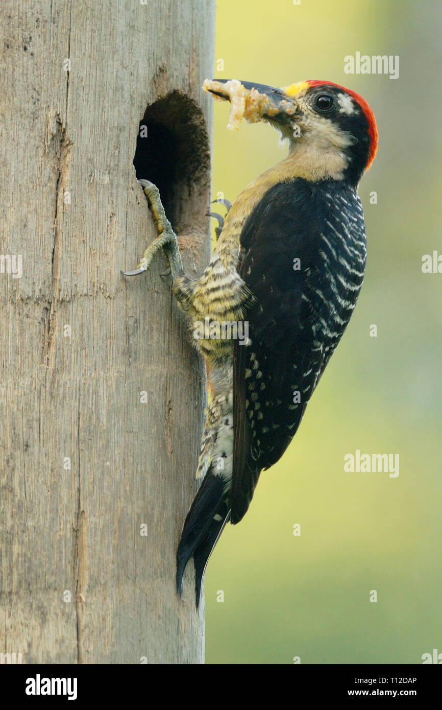 Schwarz ist Specht (Melanerpes pucherani). Erwachsene Männchen die Nahrung zum Nest Bohrung Stockfoto
