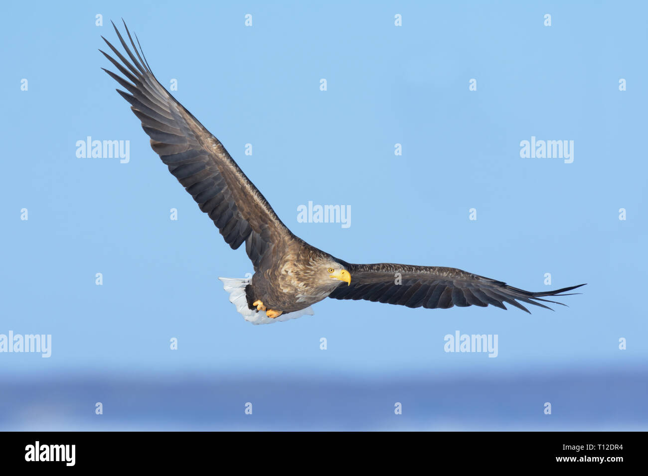 Seeadler (Haliaeetus albicilla) Höhenflug über Hokkaido Insel Stockfoto