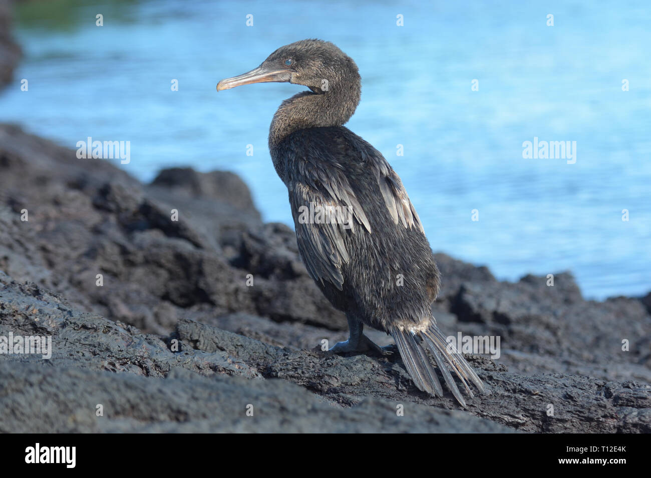 Flugunfähigen Kormoran (Phalacrocorax harrisi) auf Isabella Insel Stockfoto