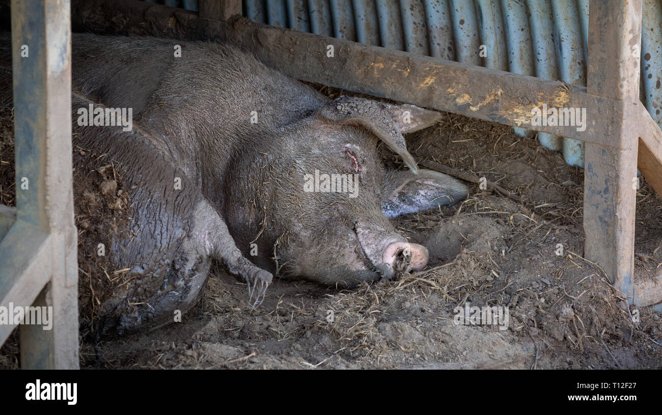 Glückliches Schwein, zufrieden lächelnd schlammigen Schwein schlafen im Schweinestall im Schlamm nach einem Schlammigen wälzen Stockfoto